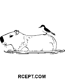 Wasserschwein und Vogel Ausmalbild