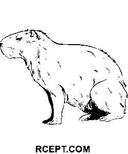 Zeichnung eines Wasserschweins Ausmalbild