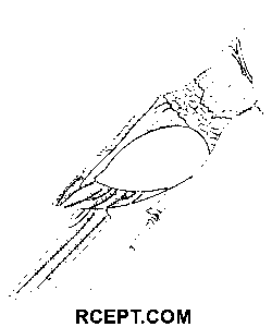Niedlicher Papagei für Fans Ausmalbild