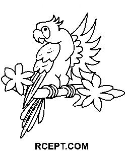 Zeichnung Cartoon Papagei Ausmalbild