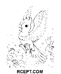 Der Papagei hebt ab Ausmalbild