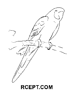 Schöne Liebesvögel Ausmalbild
