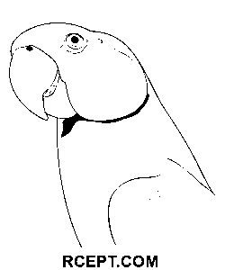 Niedlicher bunter Papagei Ausmalbild