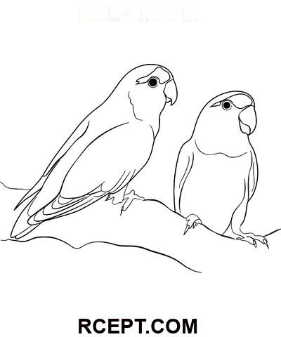Liebesvögel Niedlich Ausmalbild