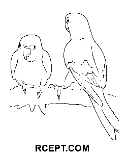 Papagei für jedes Alter Ausmalbild