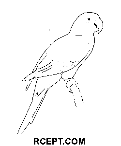 Roter Papagei Zeichnung Ausmalbild
