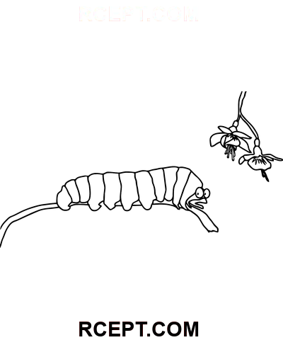 Süße Raupe für Mädchen Ausmalbild