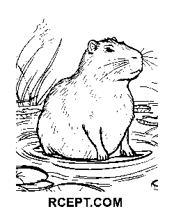 Grafica della linea del capibara disegno da colorare