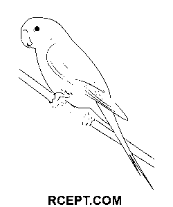 Pappagallo maschio disegno da colorare