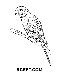 Lorichetto arcobaleno disegno da colorare