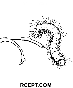 Caterpillar Tegning Pdf fargelegge