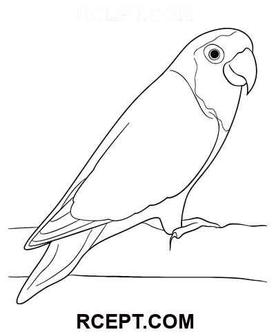 Fuglekærlighed farvelægning side