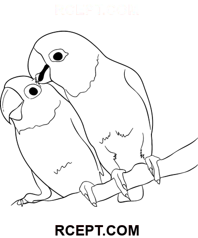 Turtelduer papegøjer farvelægning side
