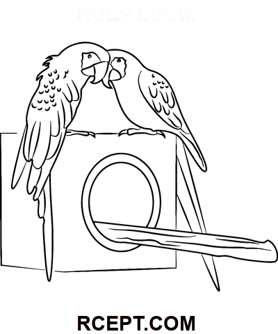 Papegøjepar farvelægning side