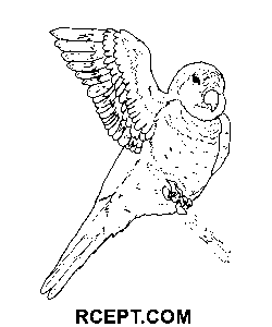 Quaker Papegaai kleurplaat