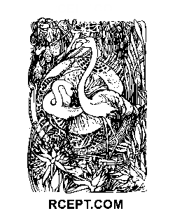 Psykedelisk flamingo målarbok