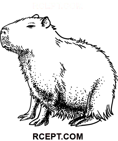 Kapybara pro děti omalovánka