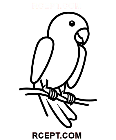Kreslený papoušek pro dospělé omalovánka