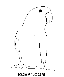 Úžasný papoušek omalovánka