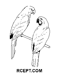Detailní papoušek omalovánka