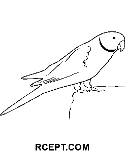 Sedící papoušek zelený omalovánka