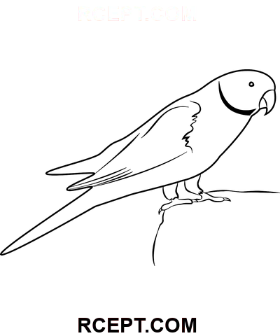 Sedící papoušek zelený omalovánka