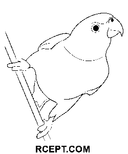 Závěsní papoušci omalovánka