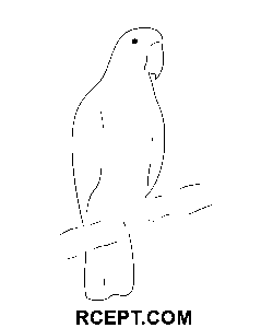 Indický papoušek pták omalovánka