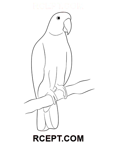 Indický papoušek pták omalovánka