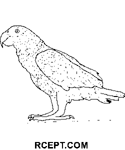 Složitý papoušek omalovánka