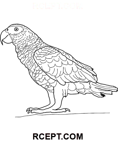 Složitý papoušek omalovánka