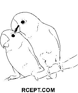 Hrdličky Papoušci omalovánka