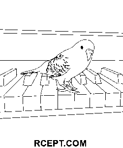 Papouščí umění omalovánka