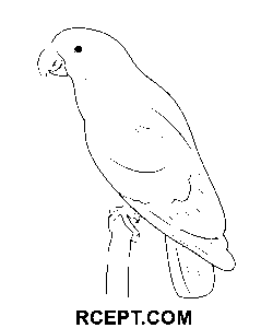 Papoušek zelený krásy omalovánka