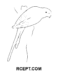 Papoušek žlutoramenný omalovánka