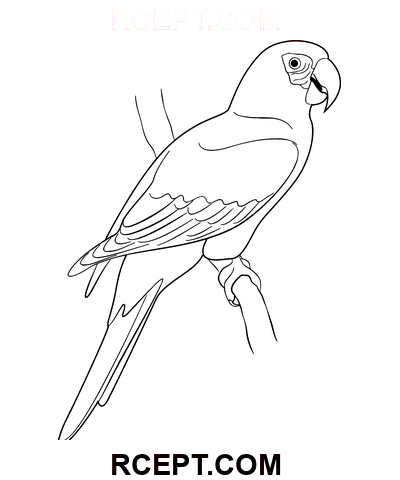 Dessin de perroquet rouge coloriage