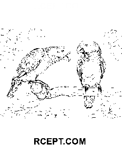 Deux perroquets gris d’Afrique coloriage