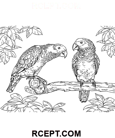 Deux perroquets gris d’Afrique coloriage