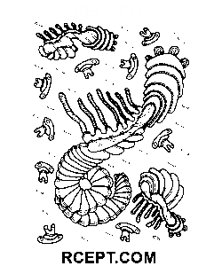Ornement psychédélique Clip Art Dessin coloriage