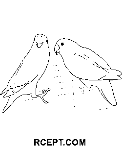 Aşk Kuşu boyama sayfası