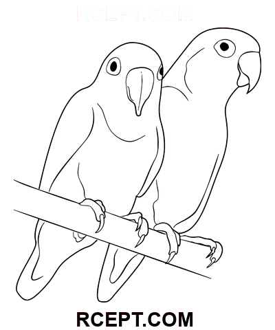 Aşk Kuşları Sarı Fischer boyama sayfası