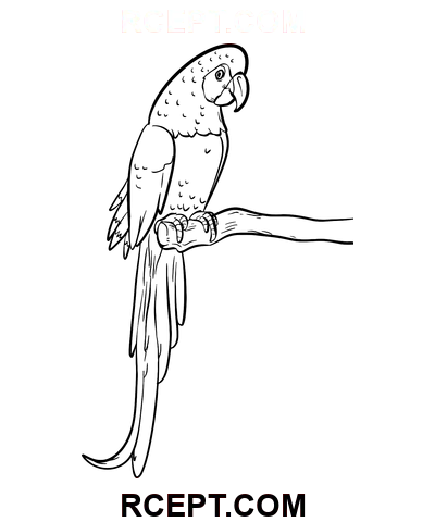 Papağan Kolay Çizim boyama sayfası
