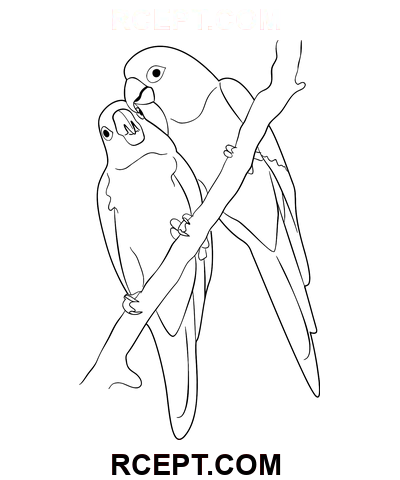 Sarı Aşk Kuşları boyama sayfası