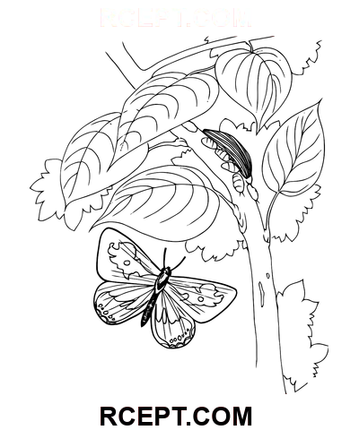 Caterpillar Kolay Çizim boyama sayfası