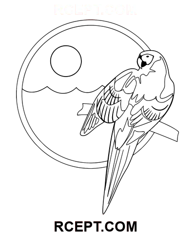 Line Art Papukaija värityssivu