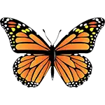 Insects